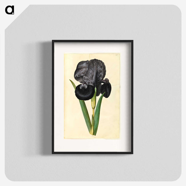 1-5_Maria-Sibylla-Merian_blk