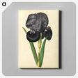 1-5_Maria-Sibylla-Merian_canvas
