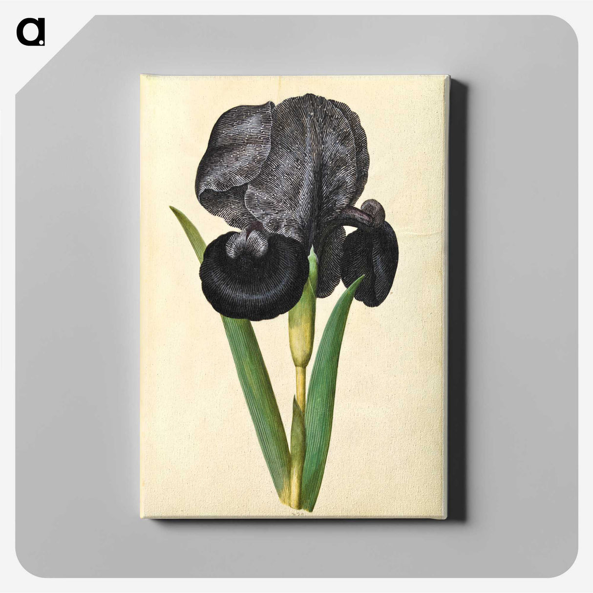1-5_Maria-Sibylla-Merian_canvas