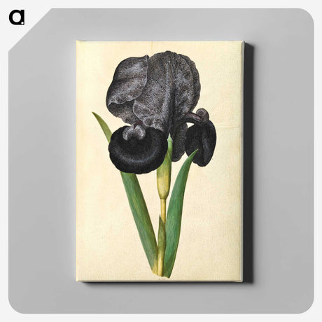 1-5_Maria-Sibylla-Merian_canvas