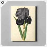 アートパネル-Iris susiana
 - マリア ジビーラ メーリアン Canvas.