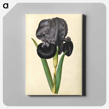 アートパネル-Iris susiana
 - マリア ジビーラ メーリアン Canvas.