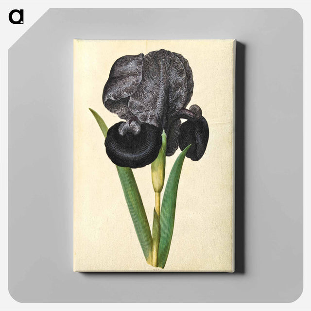 アートパネル-Iris susiana
 - マリア ジビーラ メーリアン Canvas.