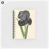1-5_Maria-Sibylla-Merian_memo