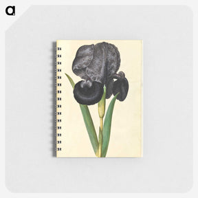 1-5_Maria-Sibylla-Merian_memo