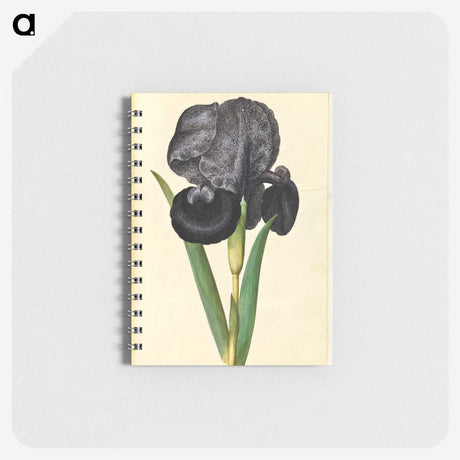 1-5_Maria-Sibylla-Merian_memo