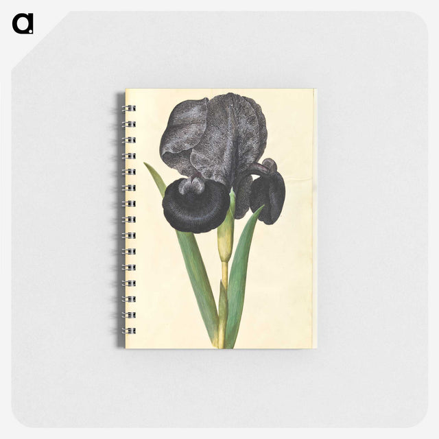 1-5_Maria-Sibylla-Merian_memo