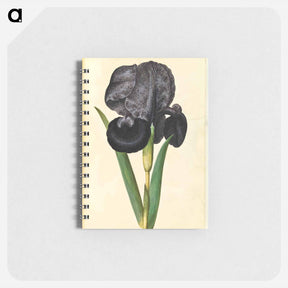 アートメモ帳-Iris susiana
 - マリア ジビーラ メーリアン Memo.