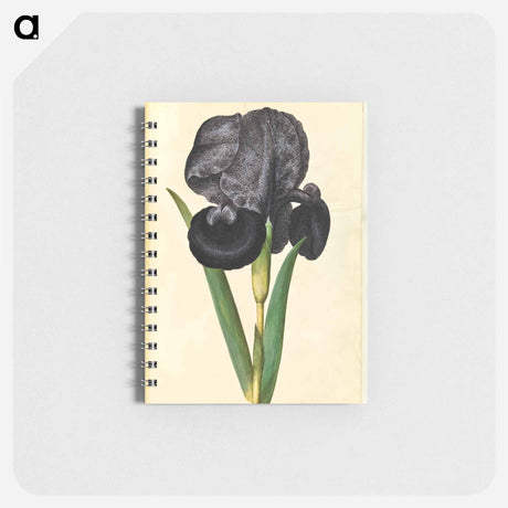 アートメモ帳-Iris susiana
 - マリア ジビーラ メーリアン Memo.