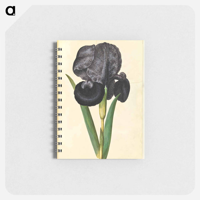 アートメモ帳-Iris susiana
 - マリア ジビーラ メーリアン Memo.