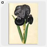 1-5_Maria-Sibylla-Merian_picture-crop