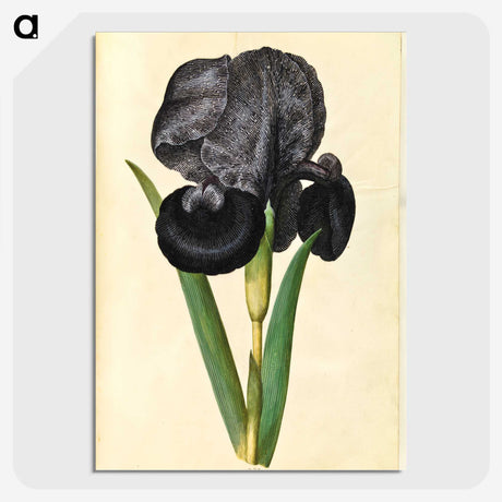 1-5_Maria-Sibylla-Merian_picture-crop