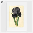 1-5_Maria-Sibylla-Merian_picture