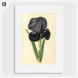 1-5_Maria-Sibylla-Merian_picture