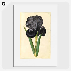 1-5_Maria-Sibylla-Merian_picture