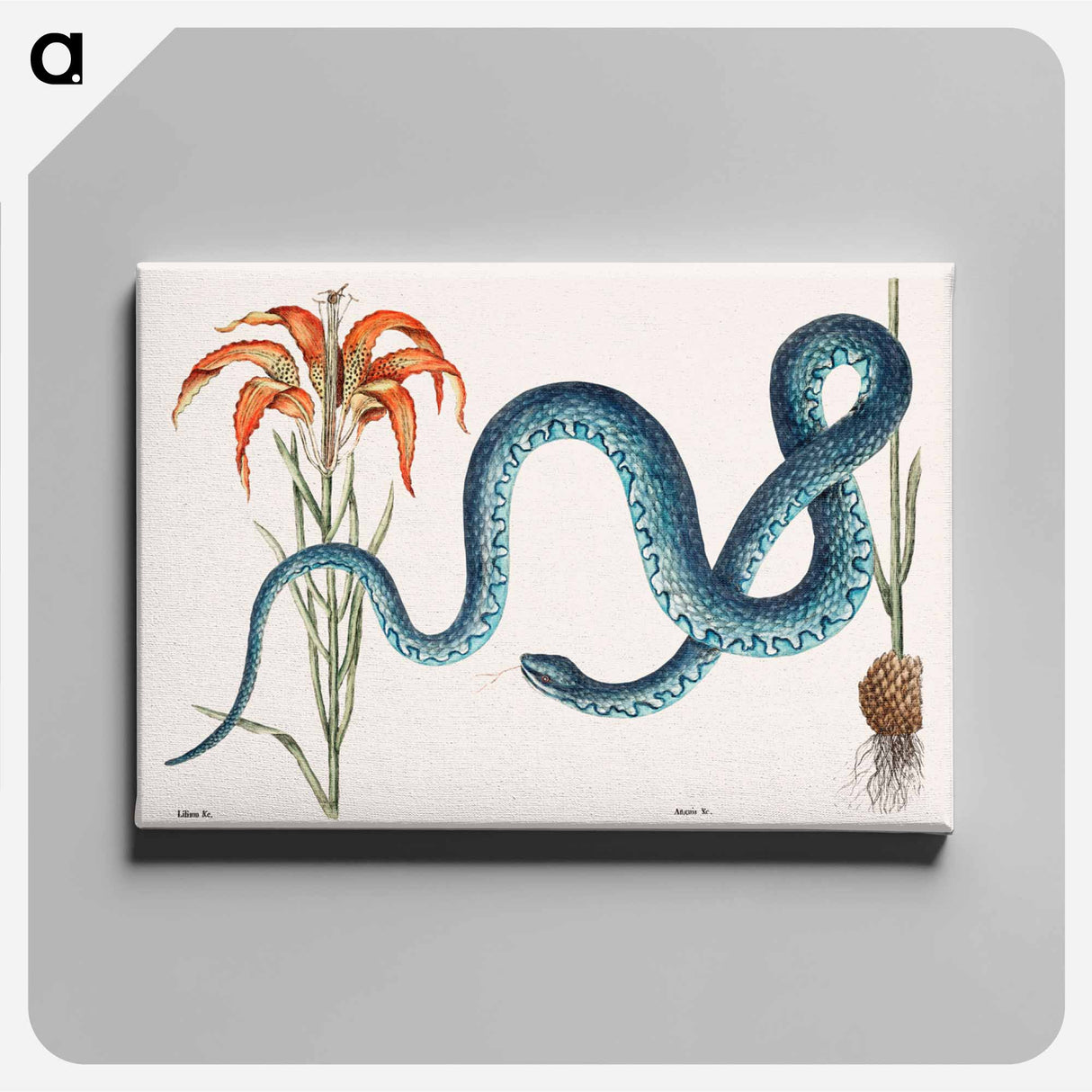アートパネル-Wampum Snake
 - マーク ケイツビー Canvas.