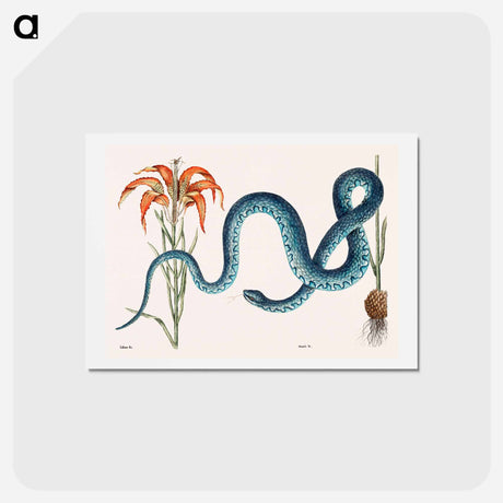 アートポストカード-Wampum Snake
 - マーク ケイツビー Postcard.