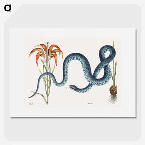 1-5_Mark-Catesby_picture