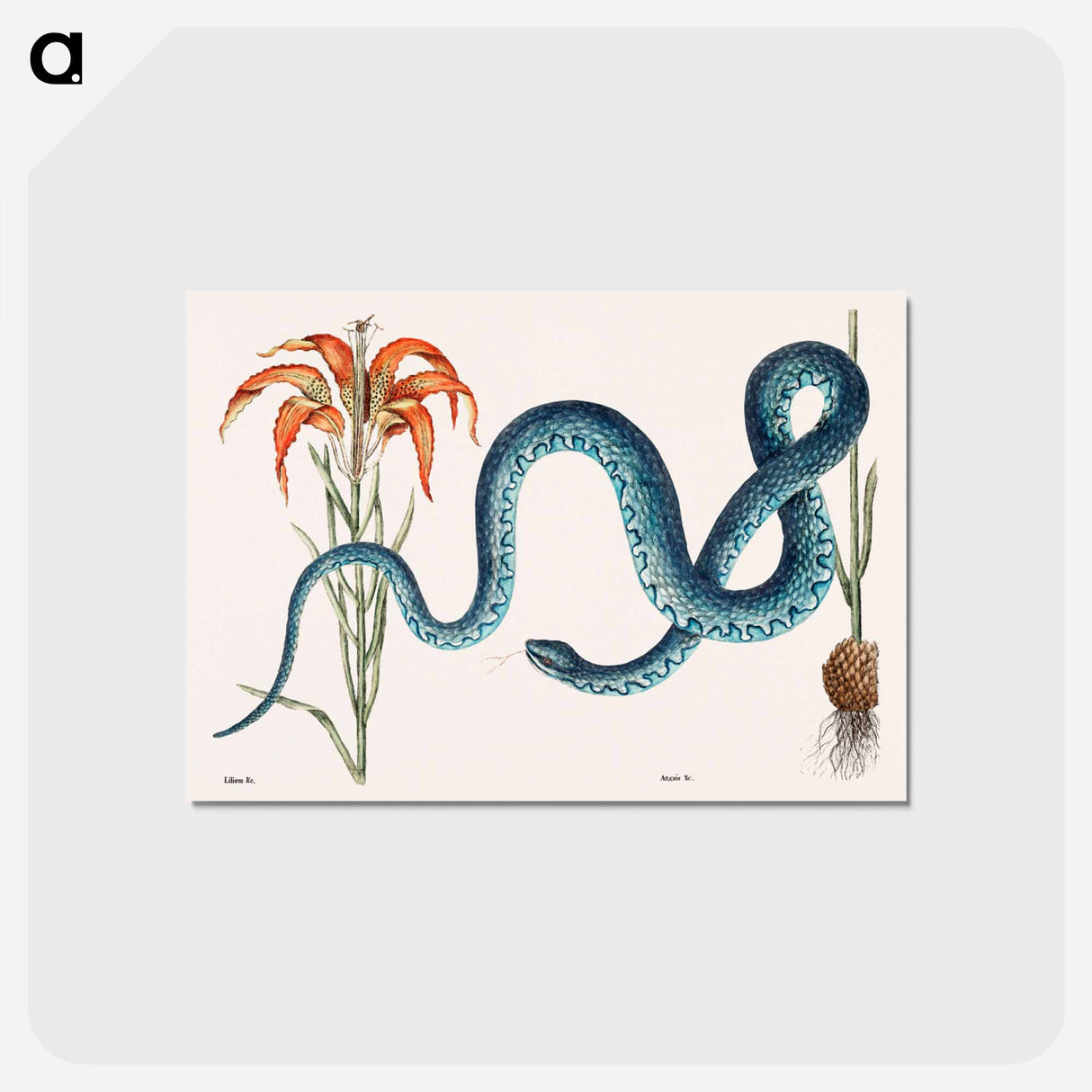 アートポストカード-Wampum Snake
 - マーク ケイツビー Postcard.