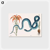 アートポストカード-Wampum Snake
 - マーク ケイツビー Postcard.