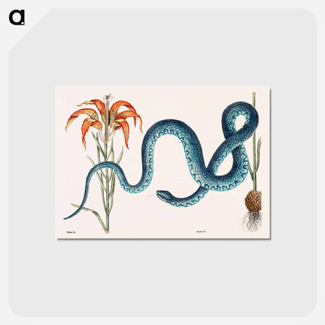 アートポストカード-Wampum Snake
 - マーク ケイツビー Postcard.