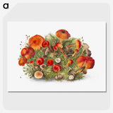 1-5_Mary-Vaux-Walcott_picture-crop