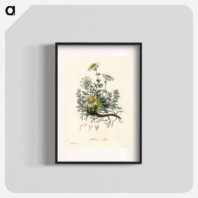 アートポスター-Chamomile Illustration
 - 薬用植物学 Poster.