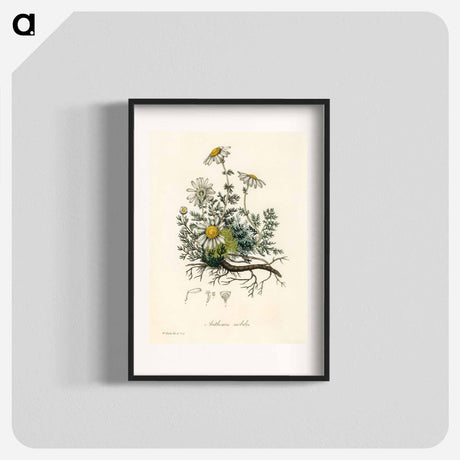 アートポスター-Chamomile Illustration
 - 薬用植物学 Poster.