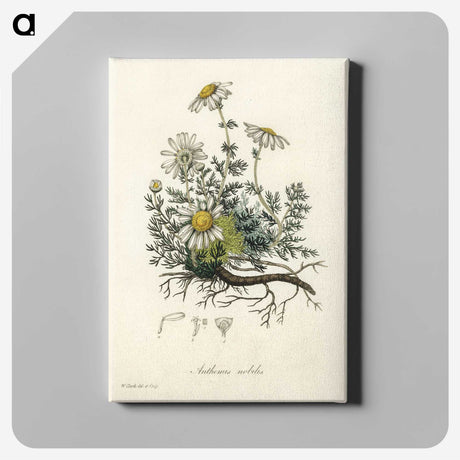 1-5_Medical-Botany_canvas
