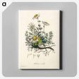 アートパネル-Chamomile Illustration
 - 薬用植物学 Canvas.