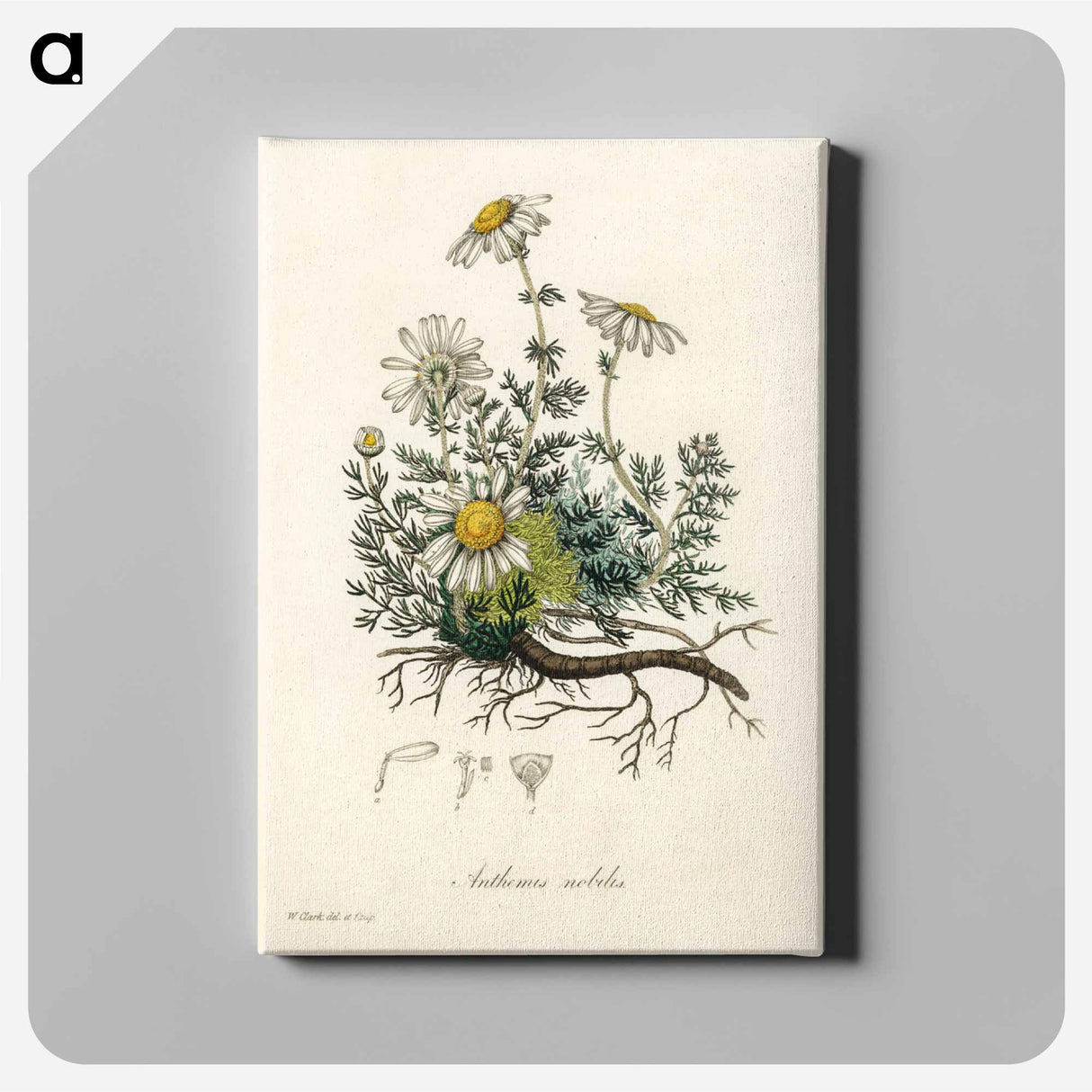 アートパネル-Chamomile Illustration
 - 薬用植物学 Canvas.