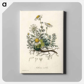 アートパネル-Chamomile Illustration
 - 薬用植物学 Canvas.