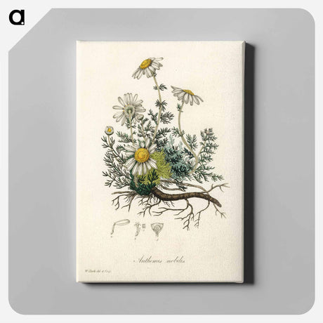 アートパネル-Chamomile Illustration
 - 薬用植物学 Canvas.