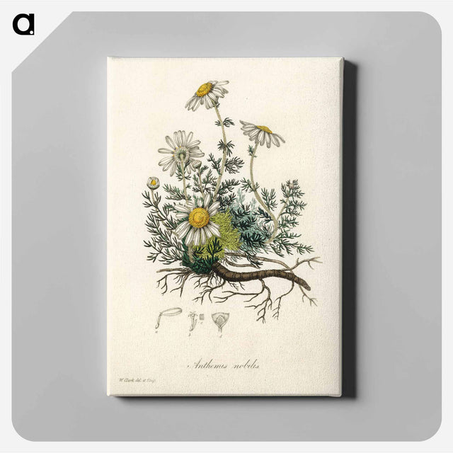 アートパネル-Chamomile Illustration
 - 薬用植物学 Canvas.