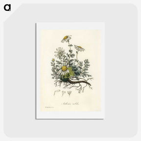 1-5_Medical-Botany_hagaki
