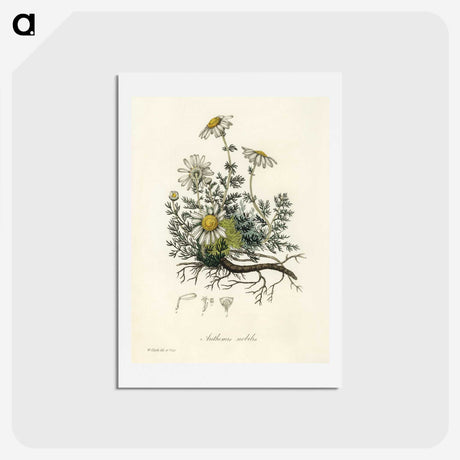 1-5_Medical-Botany_hagaki