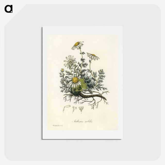 1-5_Medical-Botany_hagaki