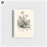 アートメモ帳-Chamomile Illustration
 - 薬用植物学 Memo.