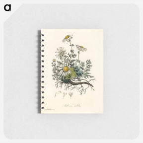 アートメモ帳-Chamomile Illustration
 - 薬用植物学 Memo.