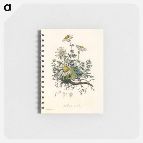 アートメモ帳-Chamomile Illustration
 - 薬用植物学 Memo.