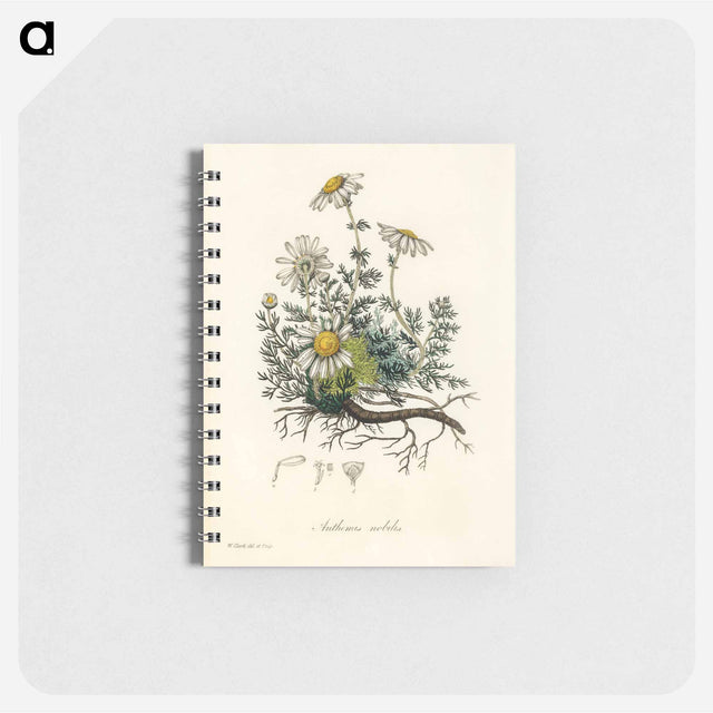 アートメモ帳-Chamomile Illustration
 - 薬用植物学 Memo.