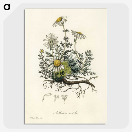 1-5_Medical-Botany_picture-crop