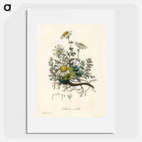 アートポスター-Chamomile Illustration
 - 薬用植物学 Poster.