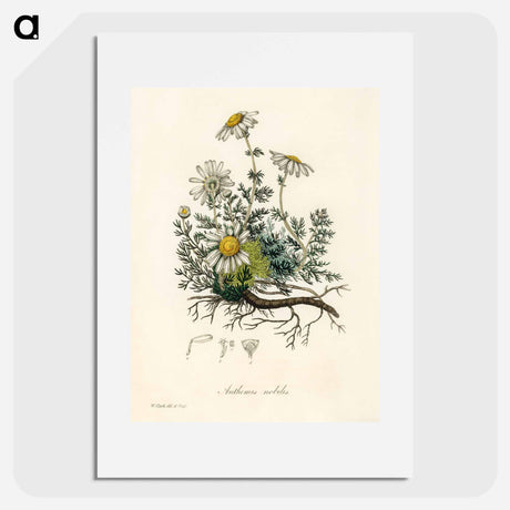 アートポスター-Chamomile Illustration
 - 薬用植物学 Poster.