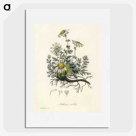1-5_Medical-Botany_picture
