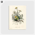 アートポストカード-Chamomile Illustration
 - 薬用植物学 Postcard.