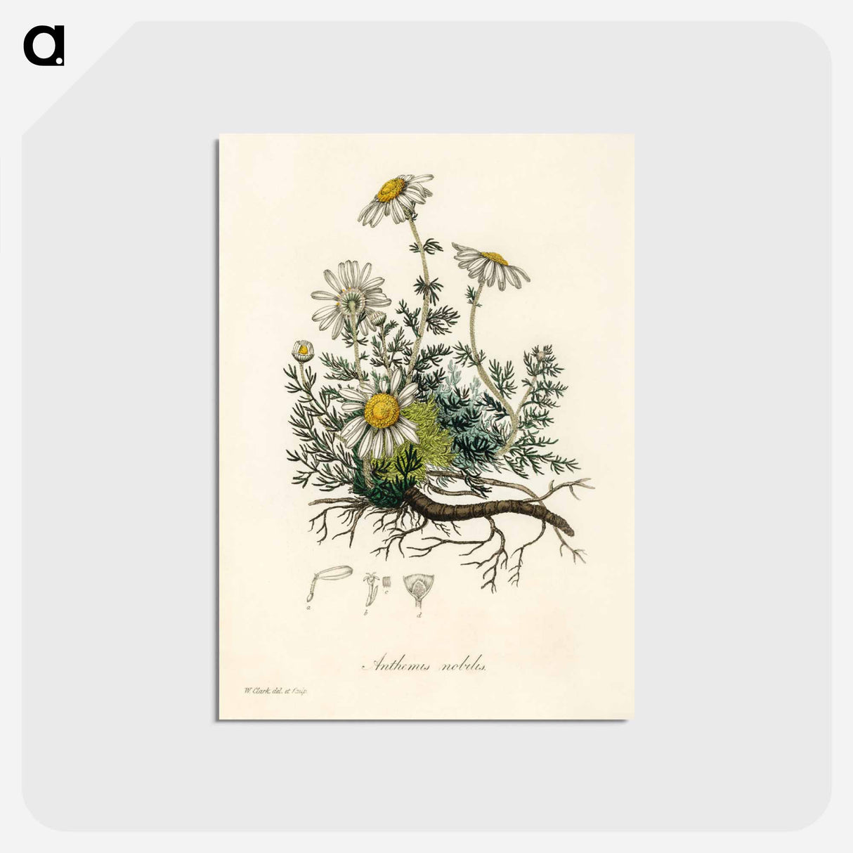 アートポストカード-Chamomile Illustration
 - 薬用植物学 Postcard.