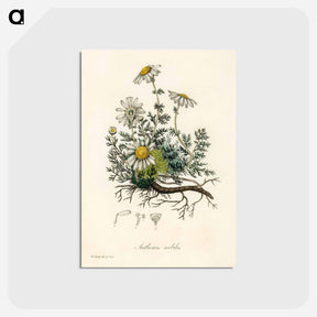 アートポストカード-Chamomile Illustration
 - 薬用植物学 Postcard.