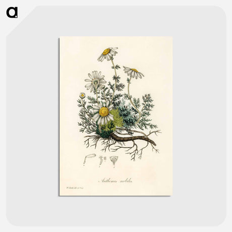アートポストカード-Chamomile Illustration
 - 薬用植物学 Postcard.