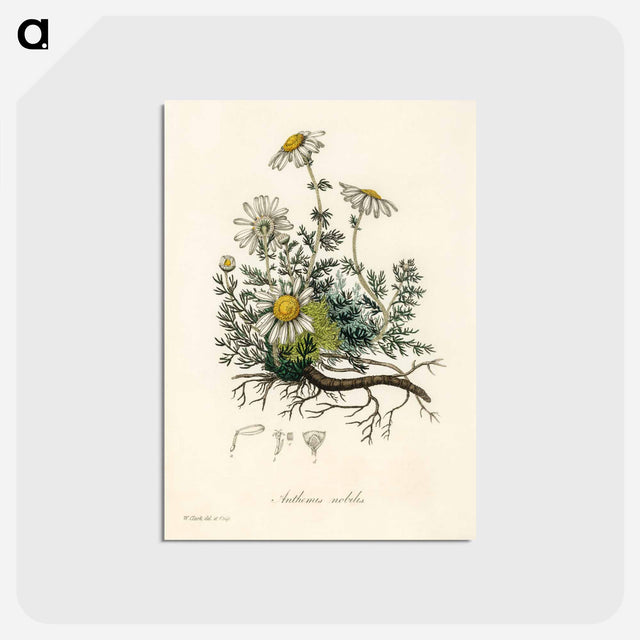アートポストカード-Chamomile Illustration
 - 薬用植物学 Postcard.